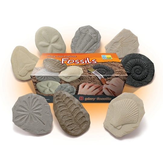 Let's Investigate: Fossils