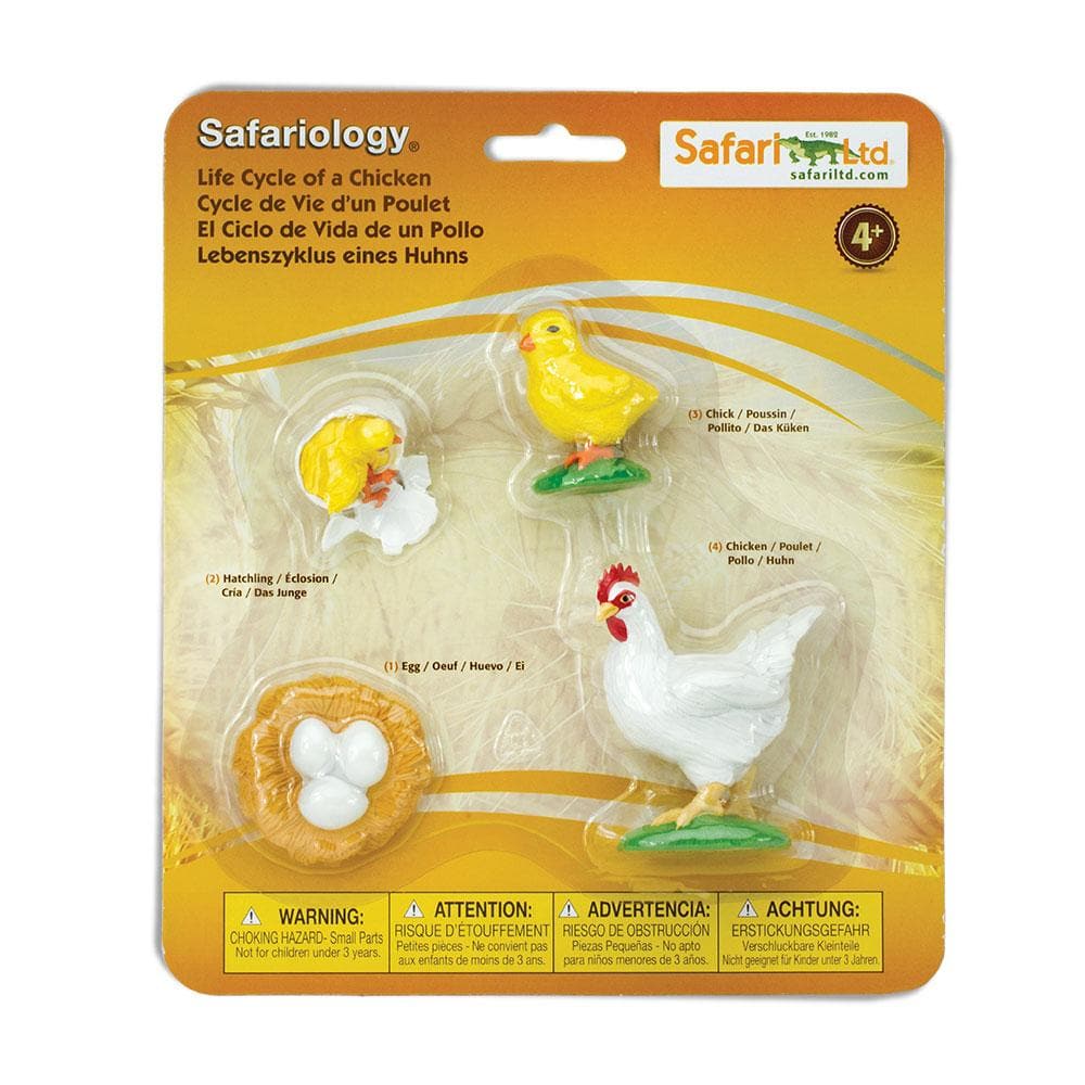 Life Cycle of a Chicken – Biddle and Bop