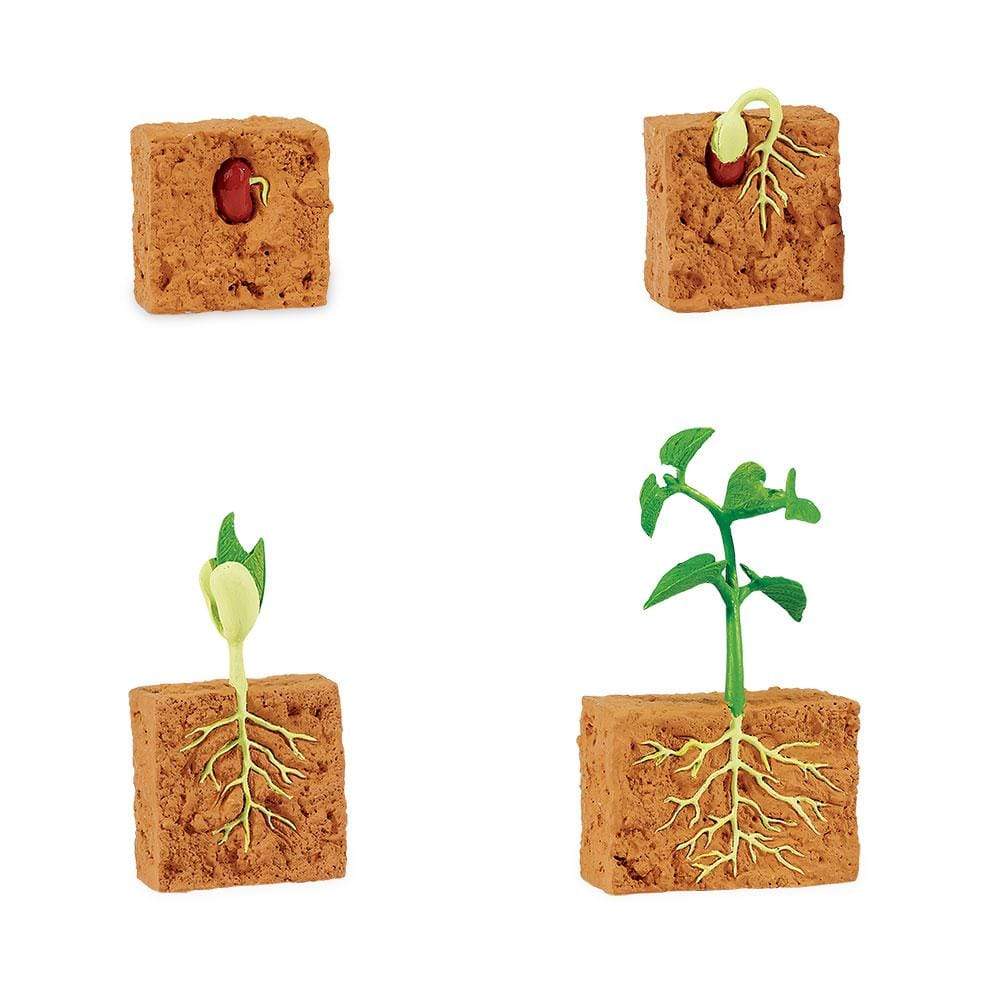 a bean plant produces a seed Safari Ltd Life Cycle of a Green Bean Plant