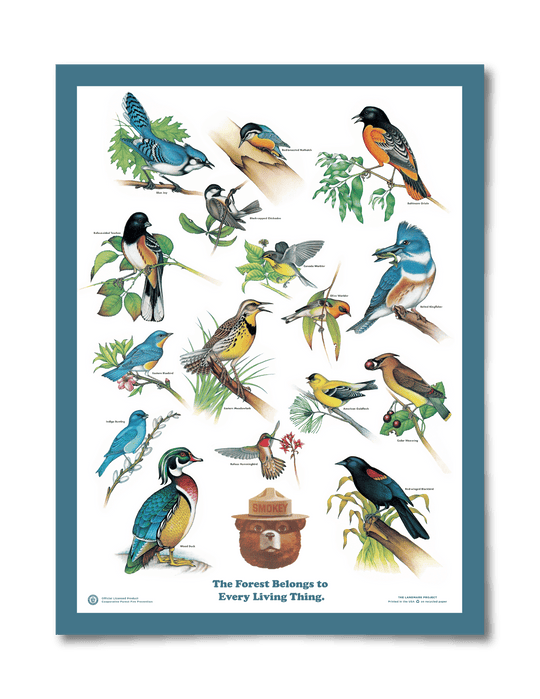 Educational Poster: Birds of the Forest