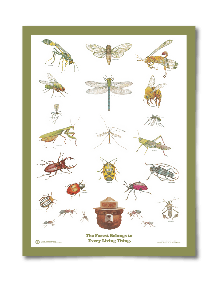 Biddle Insects Educational Poster: Insects of the Forest – Biddle and Bop
