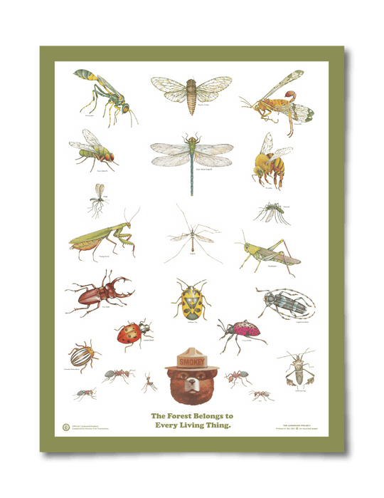 Educational Poster: Insects of the Forest